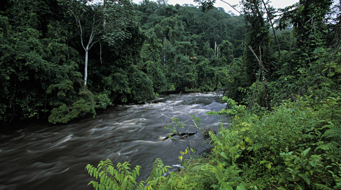 River In Congo Rainforest In Gabon Wallpaper