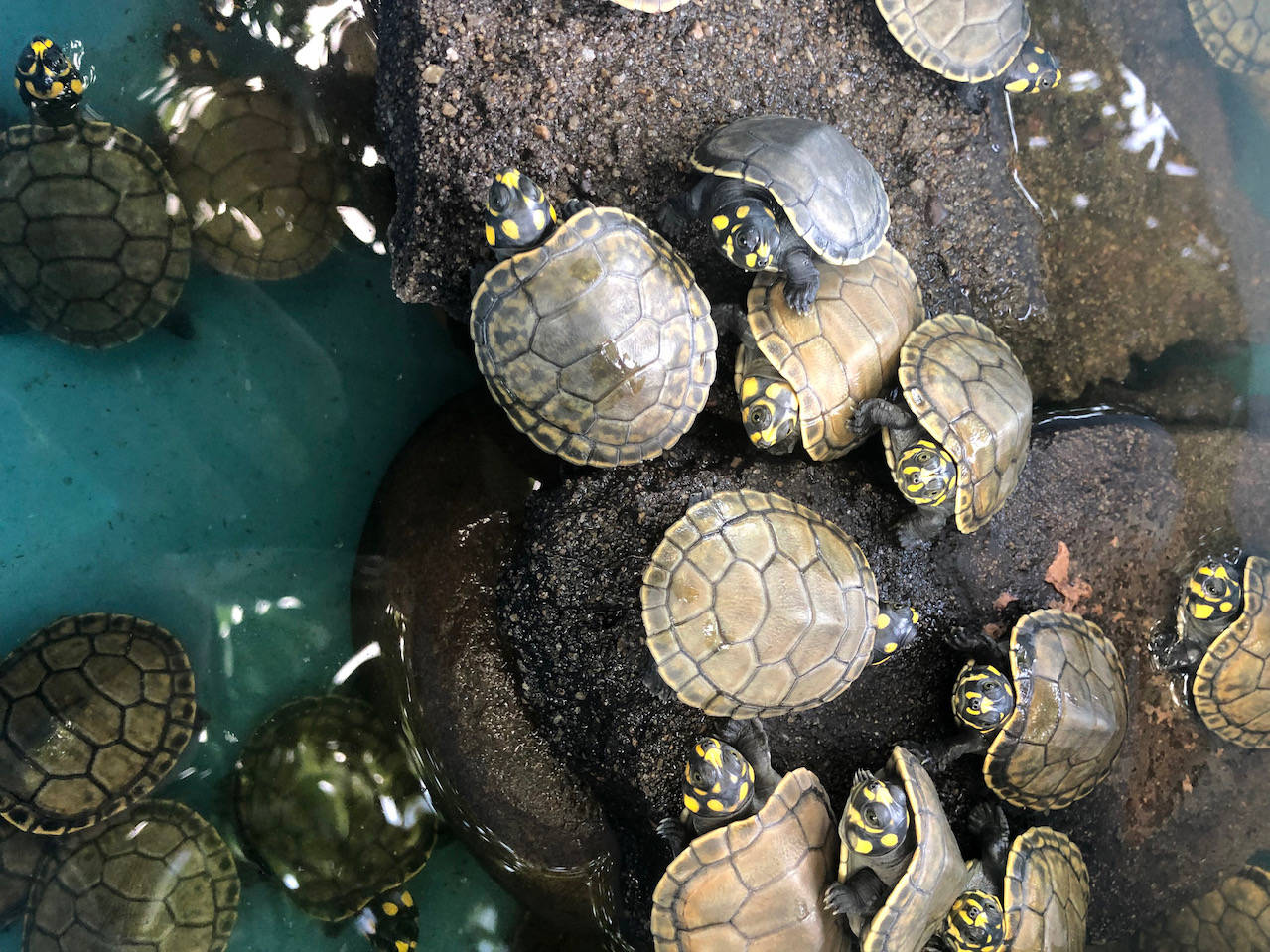 River Water Turtles In Peru Photography Wallpaper