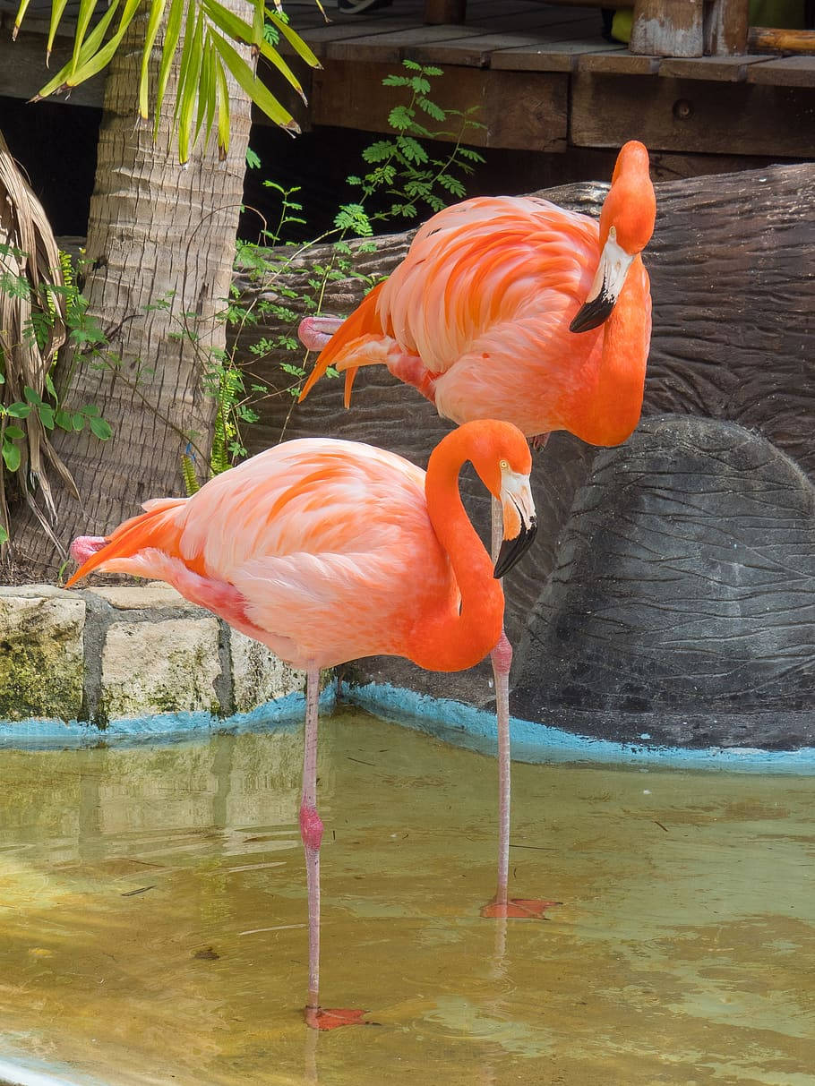 Romantic Pink Love Birds Enjoying A Dip Wallpaper