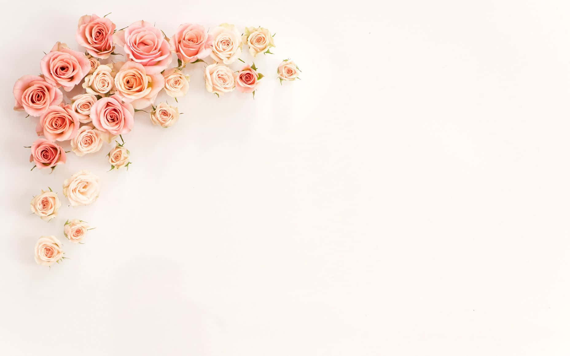 Rose Adornments Laptop Wallpaper