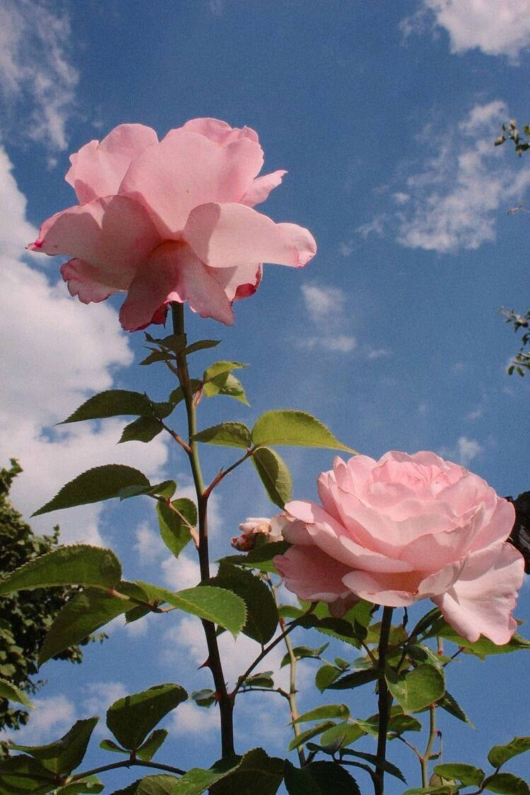 Rose And Sky In Pink Aesthetic Wallpaper