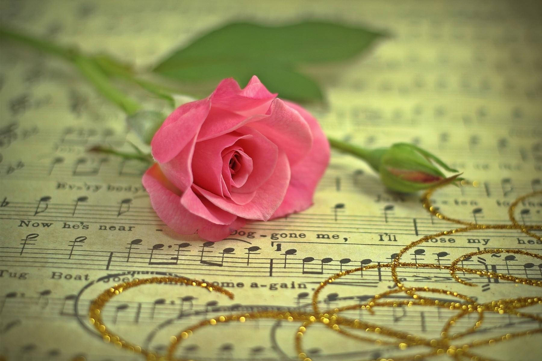 Rose Gold Rose On Music Sheet Wallpaper