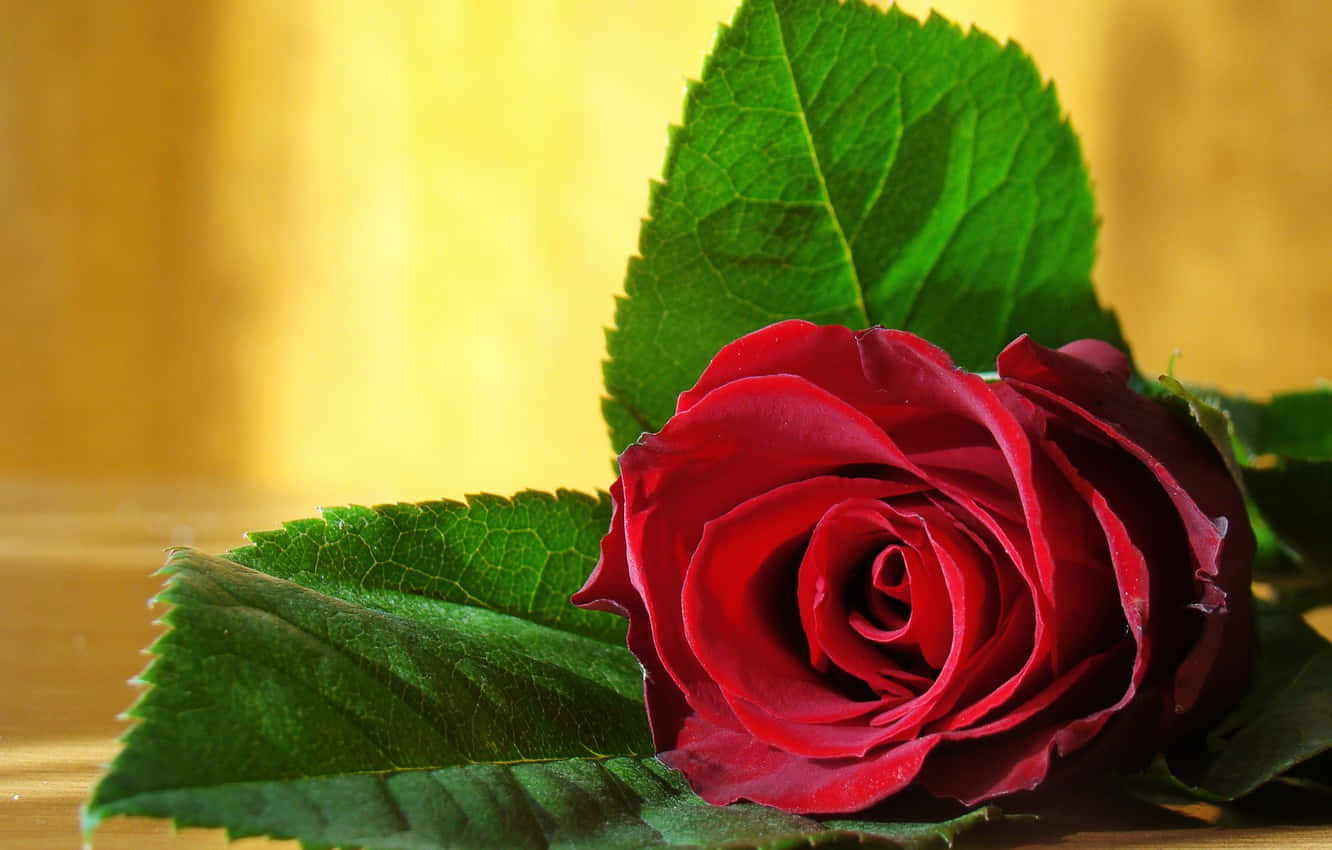 Rose Leaf Still Life Art Wallpaper