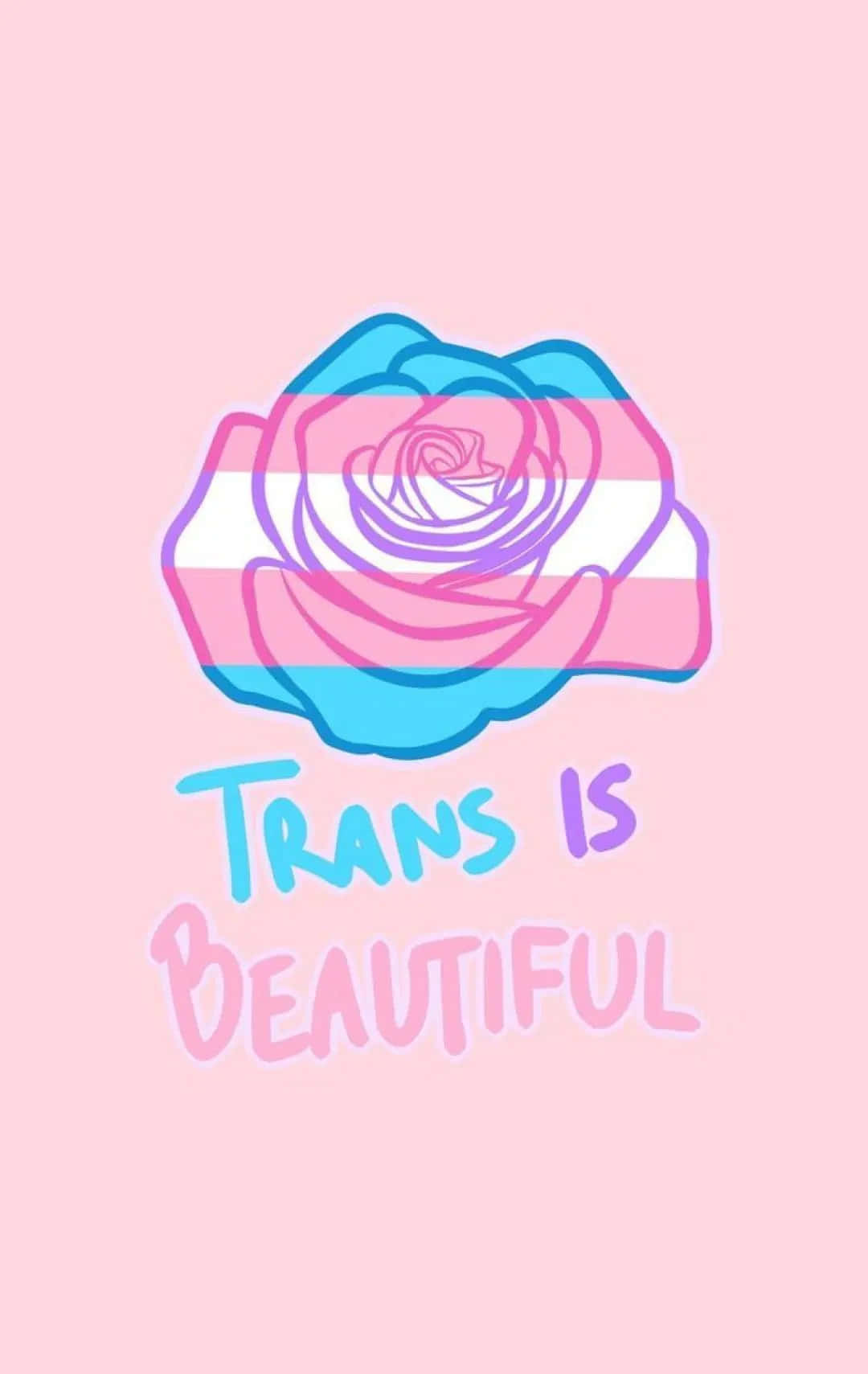 Rose With Trans Is Beautiful Statement Wallpaper