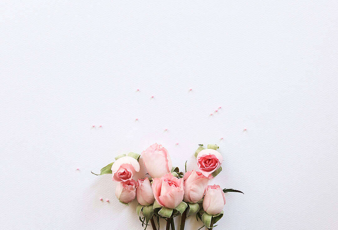 Roses In Pastel Pink Aesthetic Display Wallpaper