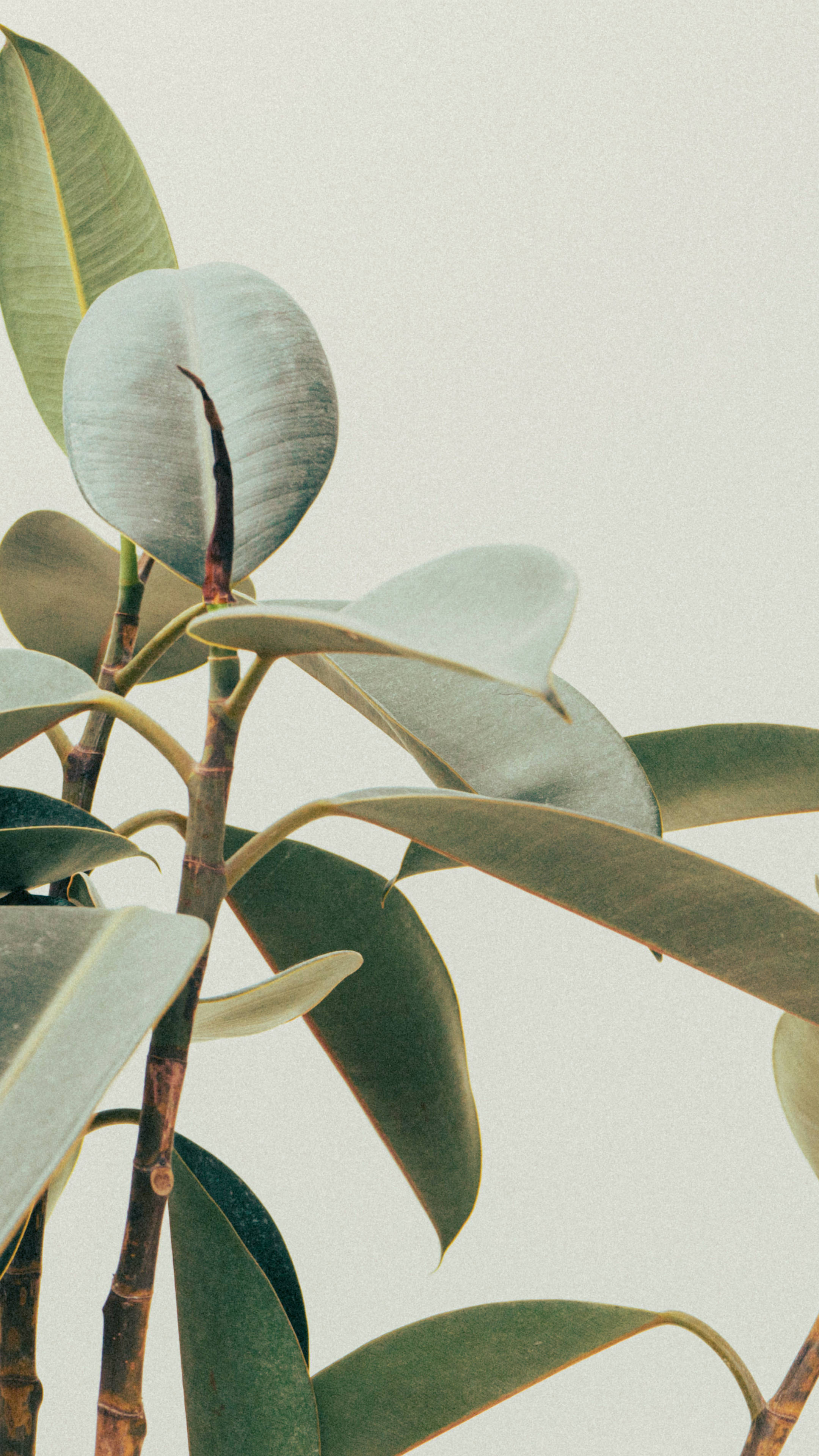 Rubber Tree Minimalist Plant Leaves Wallpaper