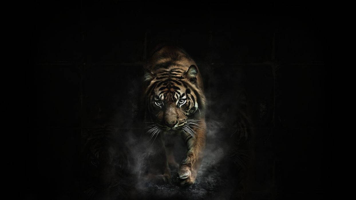 Running Tiger On Black Background Wallpaper