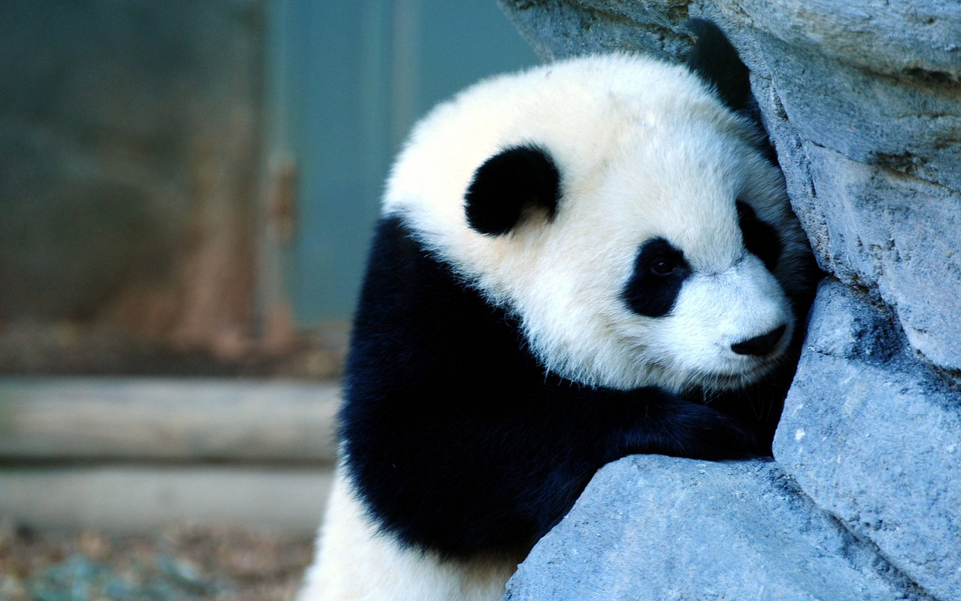 Sad Baby Panda Wallpaper
