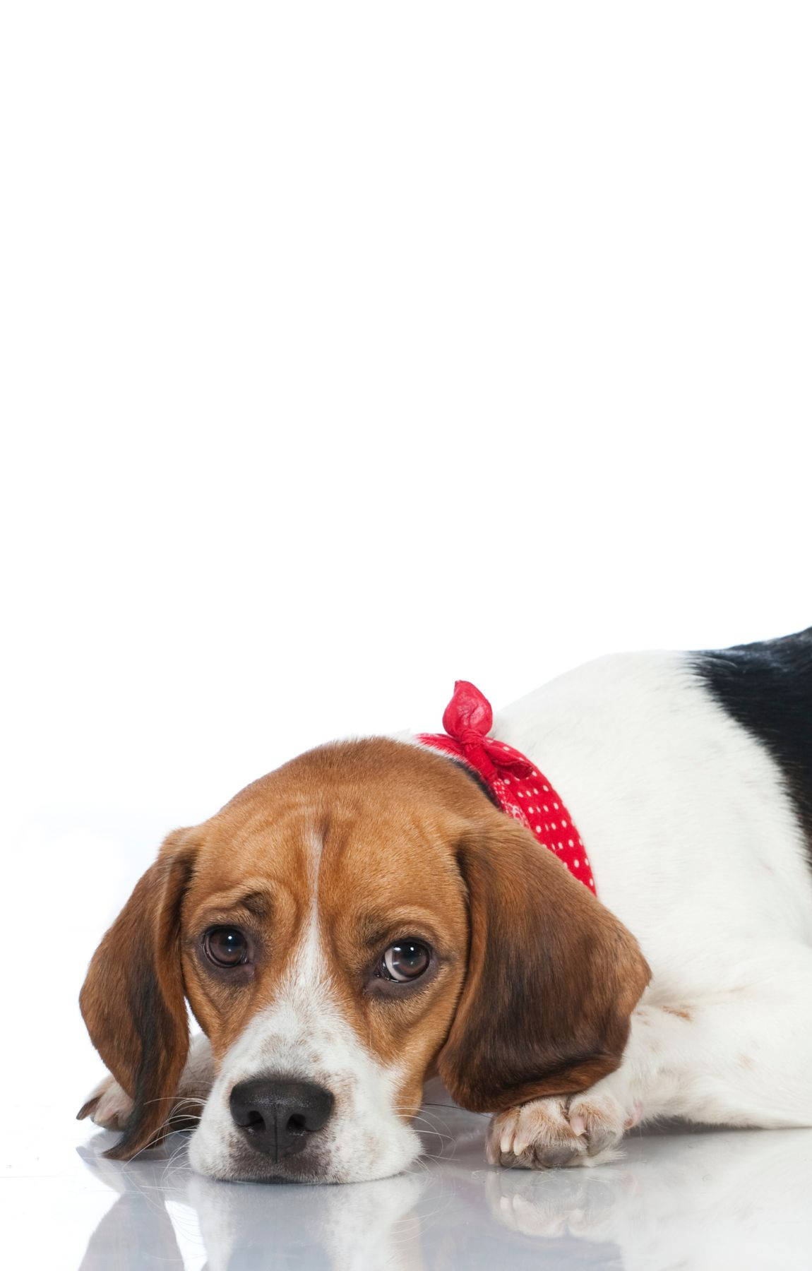 Sad Beagle Dog Wallpaper