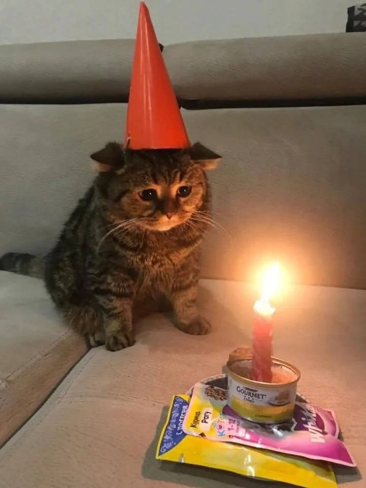 Sad Meme Birthday Cat Wallpaper