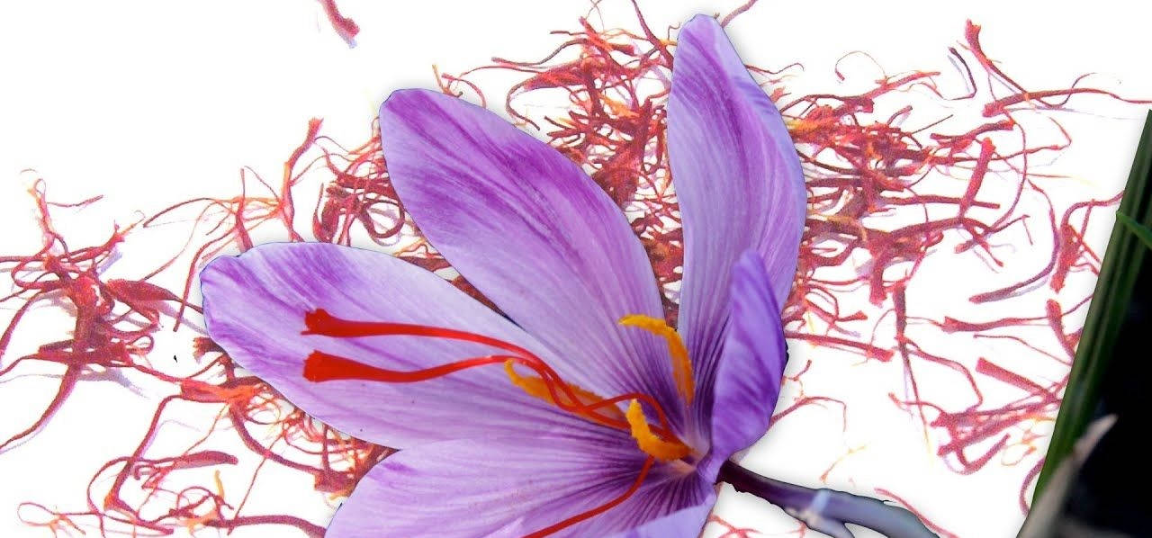 Saffron Crocus On A Printed Surface Wallpaper