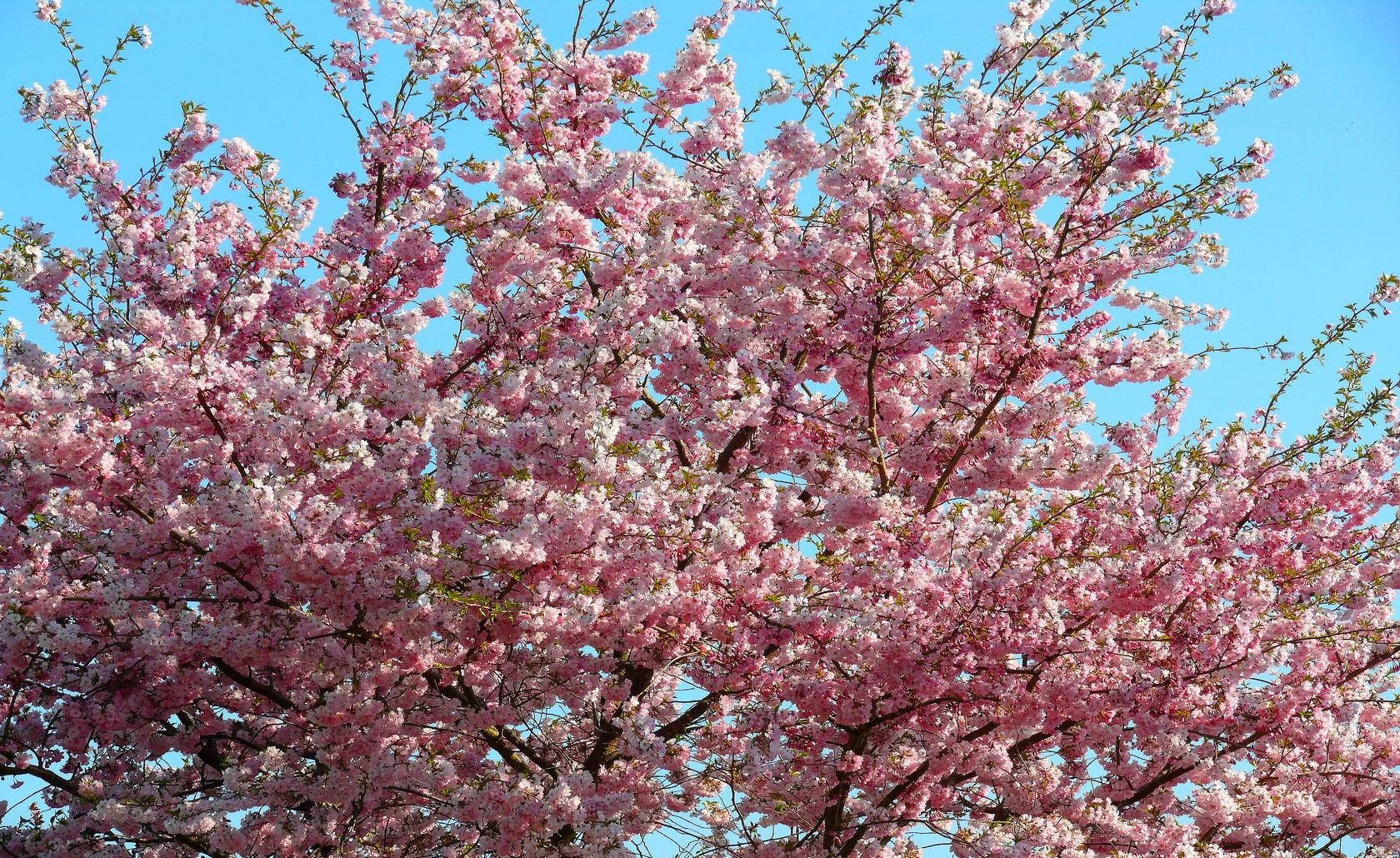 Sakura Spring Mood Wallpaper