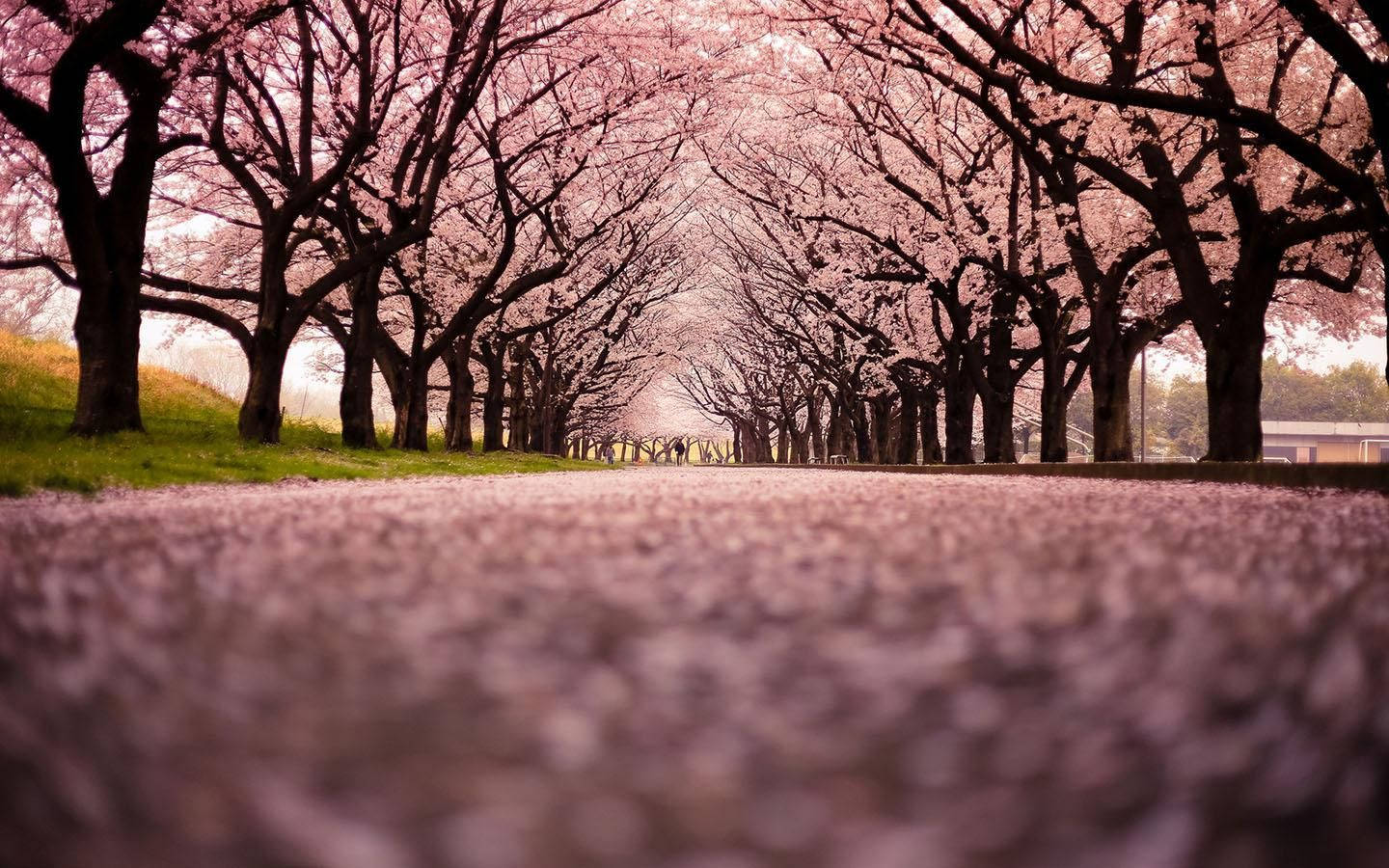 Sakura Trees In Park Wallpaper