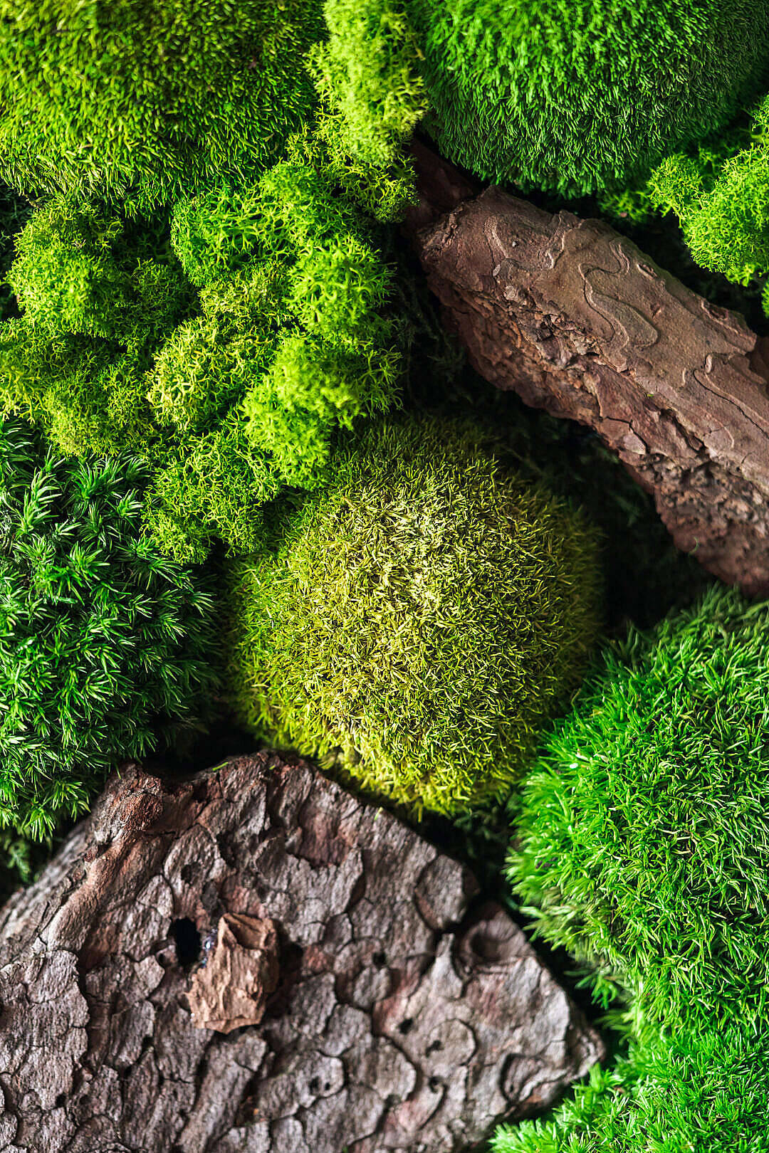 Samsung Galaxy 4k Green Moss On Rock Wallpaper