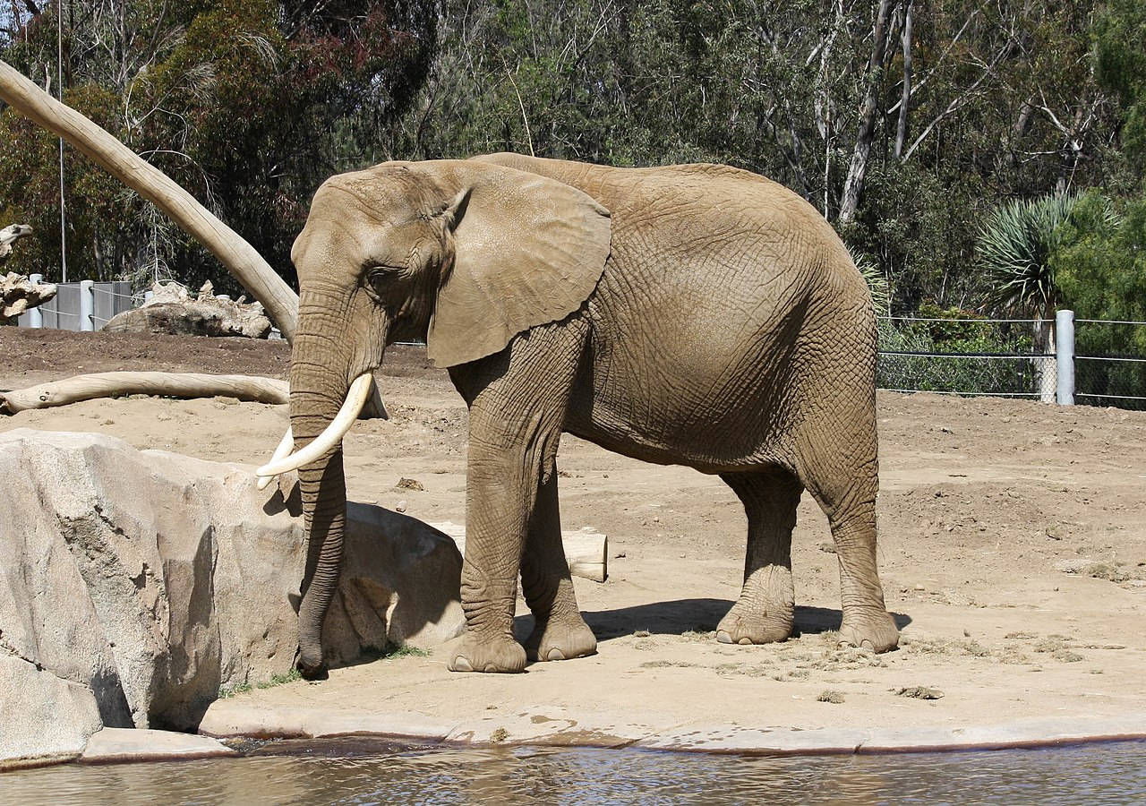 San Diego Zoo Elephant Wallpaper