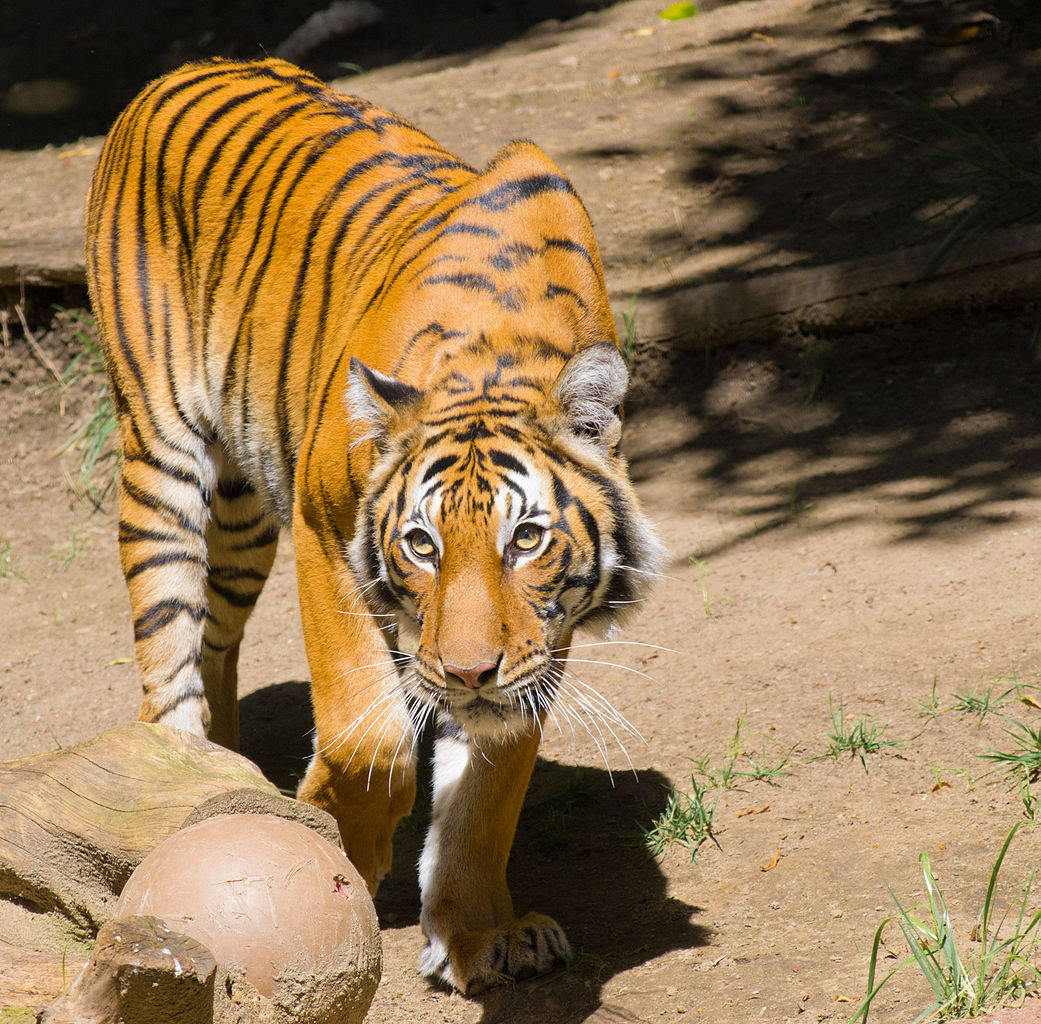 San Diego Zoo Tiger Wallpaper