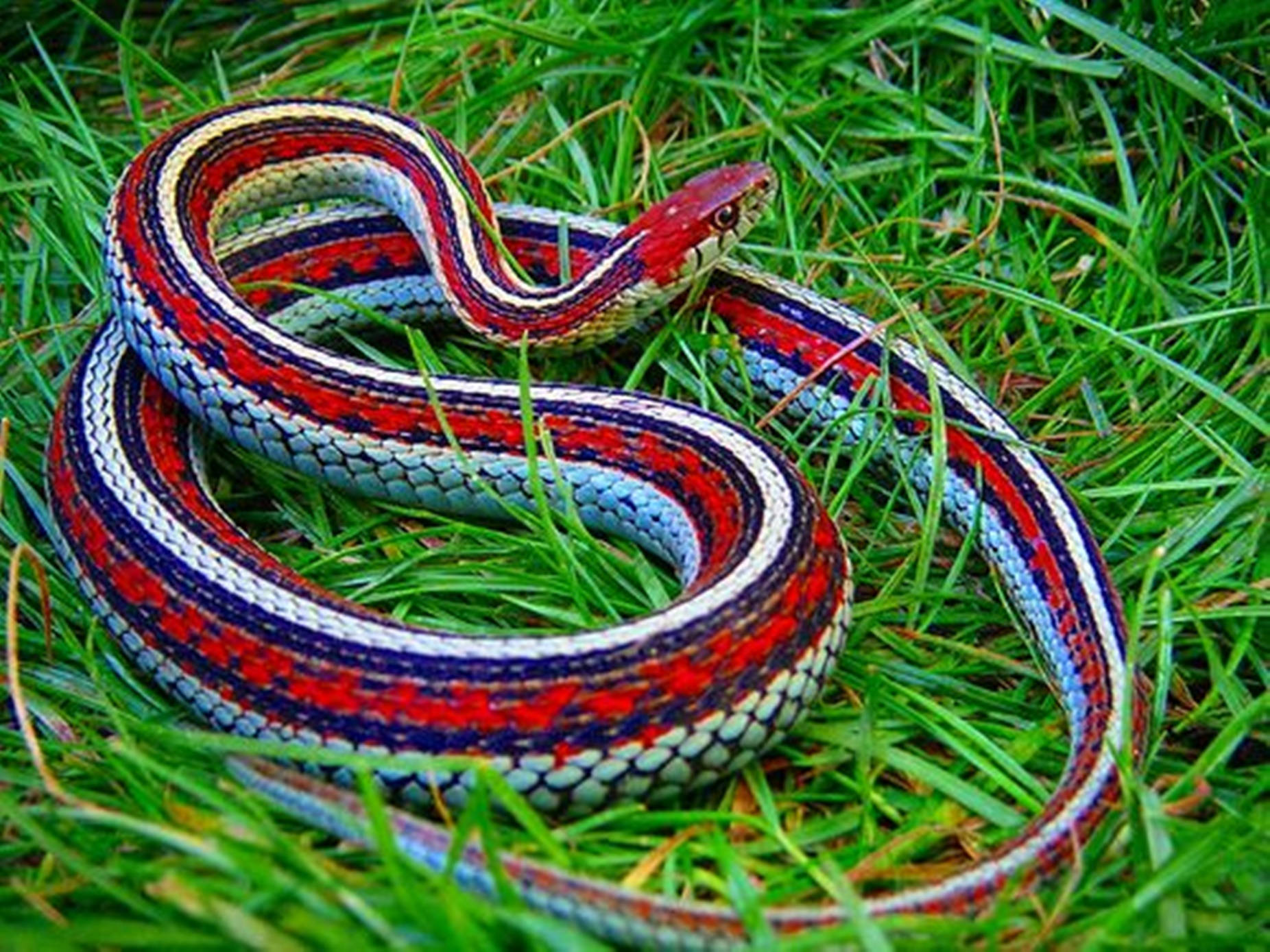 San Francisco Garter Snake Wallpaper