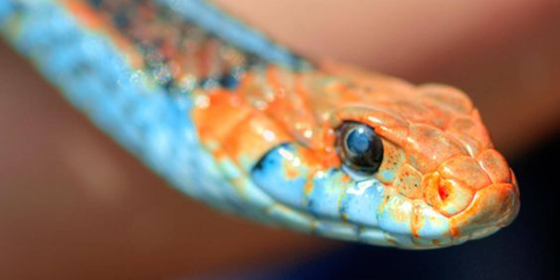 San Francisco Garter Snake's Head Wallpaper