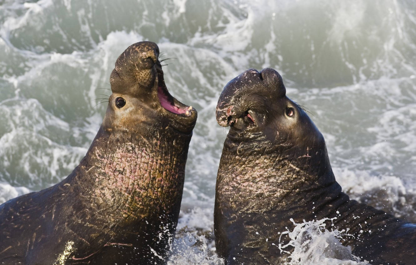 San Simeon Seals Fighting Wallpaper