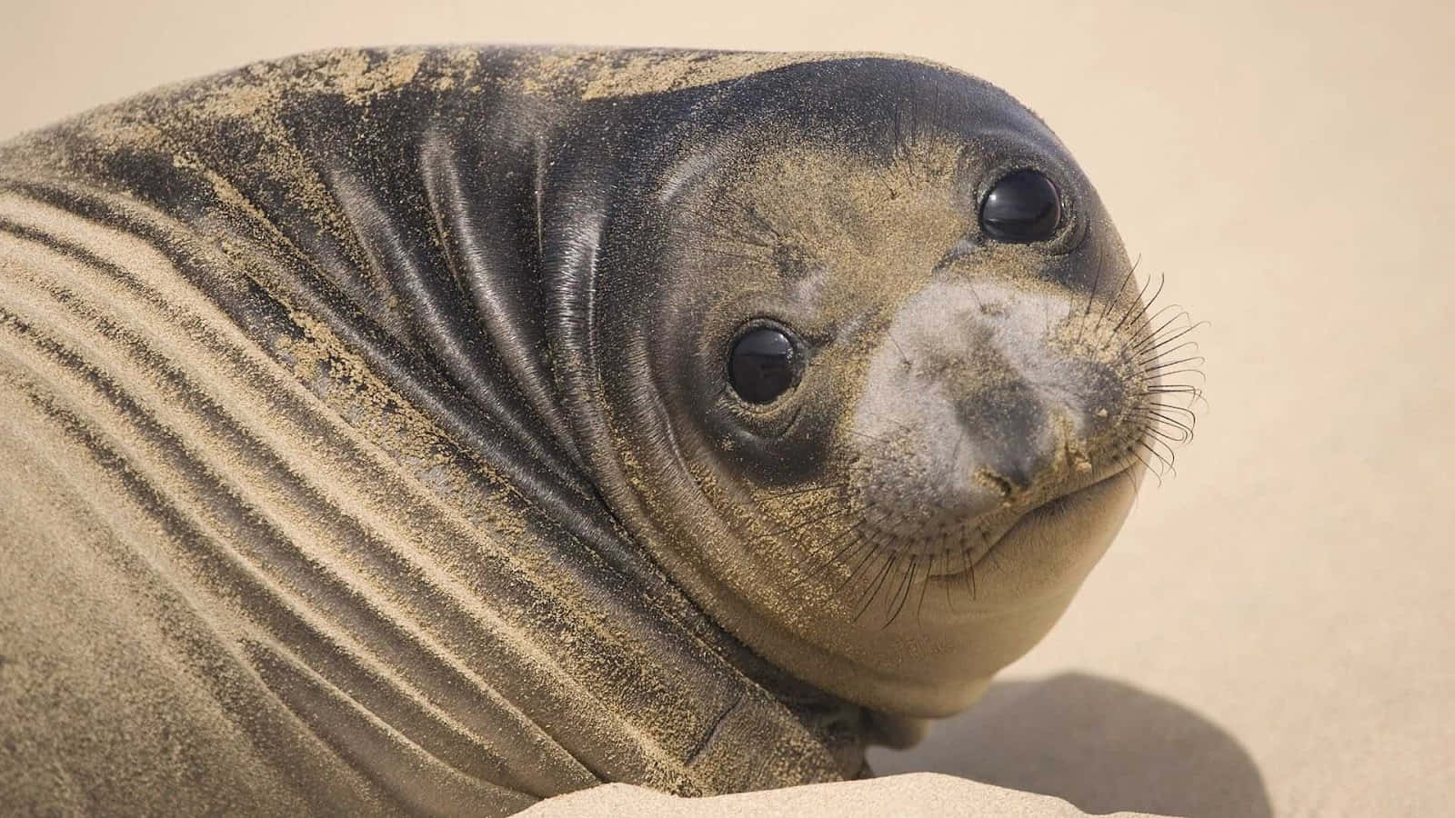 Sandy Seal Portrait Wallpaper