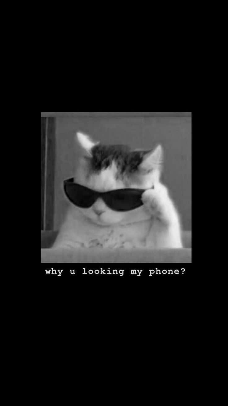 Savage Cat With Sunglasses Funny Lock Screen Wallpaper