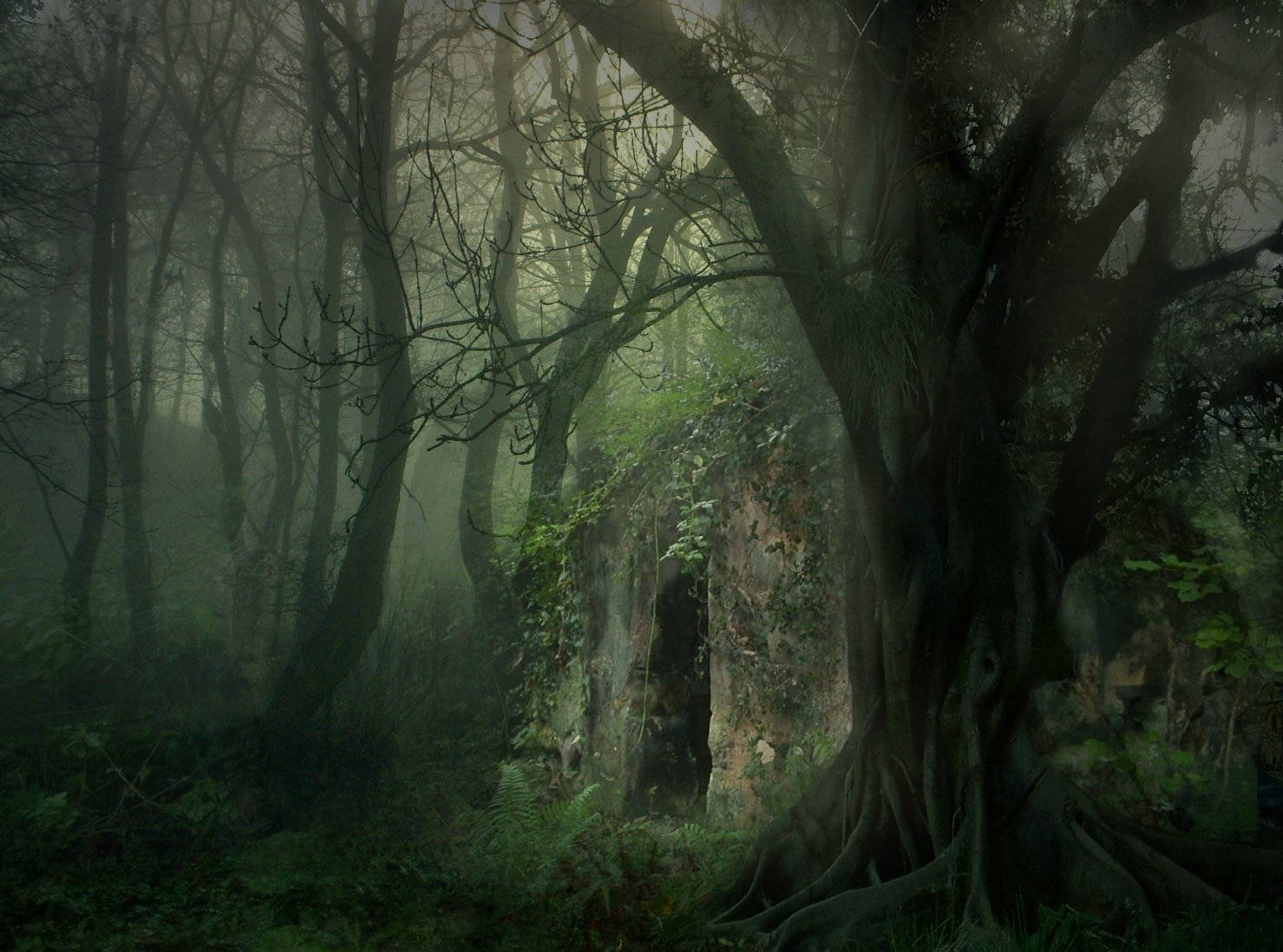 Scary Mystical Forest Wallpaper