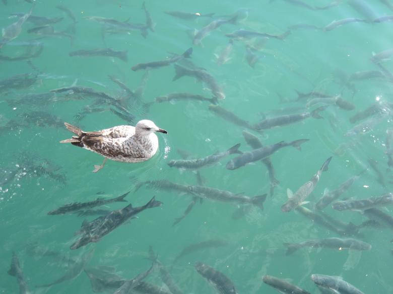 Seagull Birds Floating In Nature Wallpaper