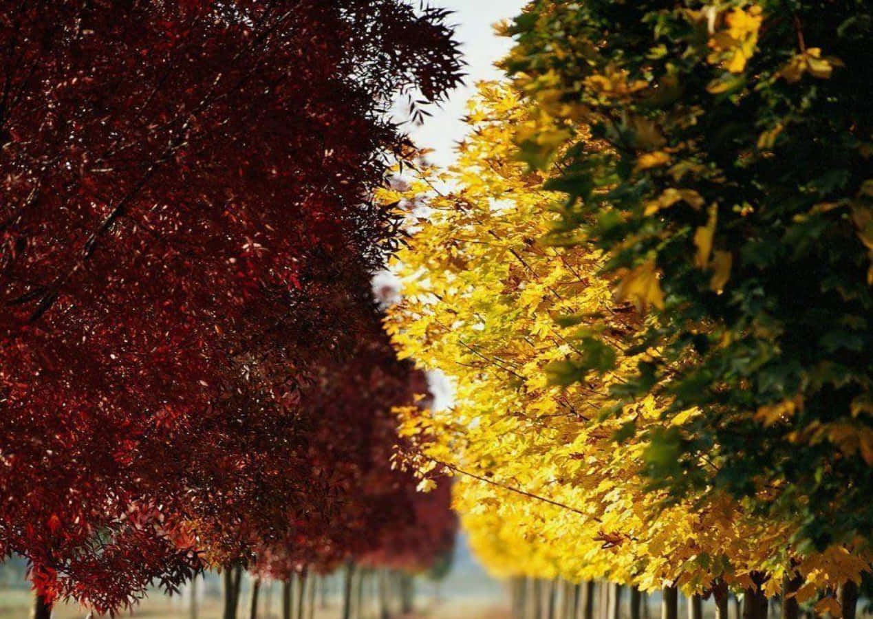 Seasonal Autumn Beautiful Red Yellow Wallpaper