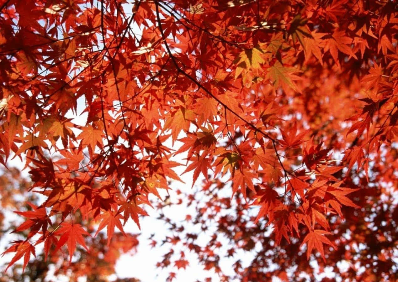 Seasonal Autumn Leaves Red Wallpaper
