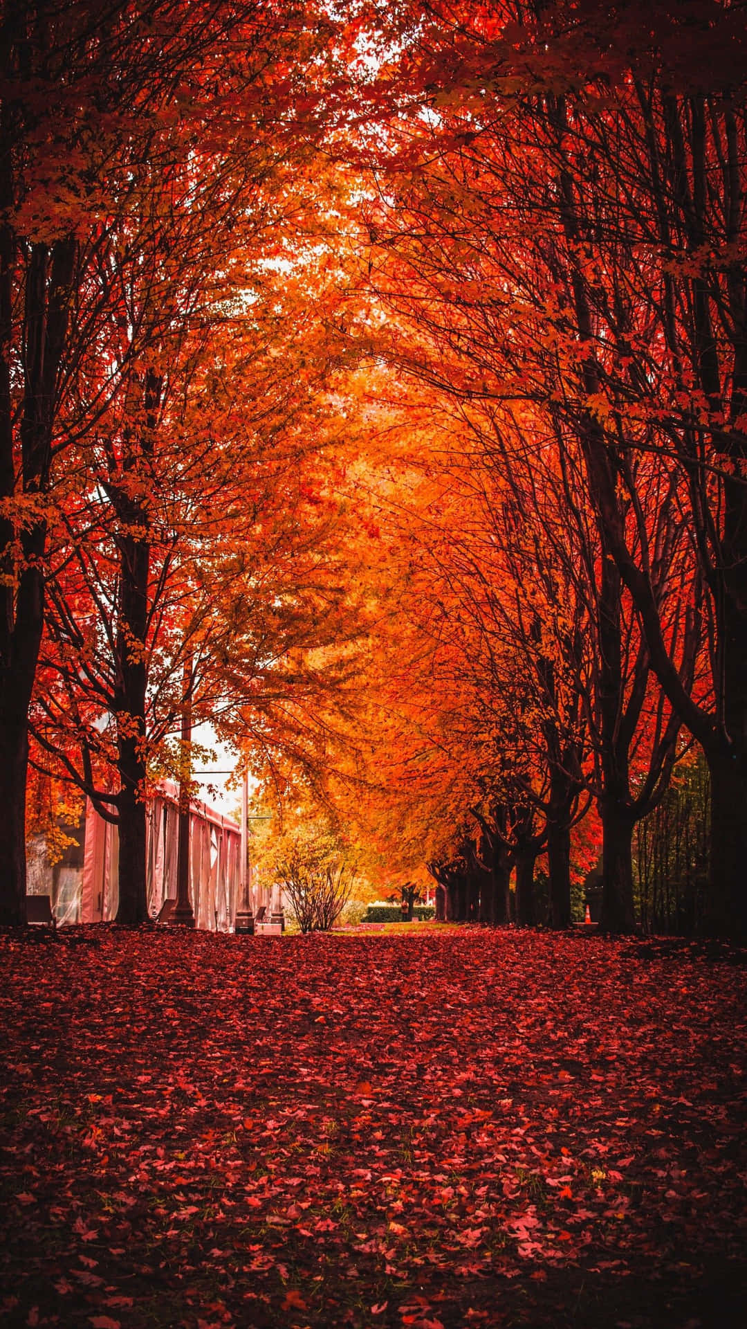 Seasonal Autumn Tree Leaves Red Marvelous Wallpaper