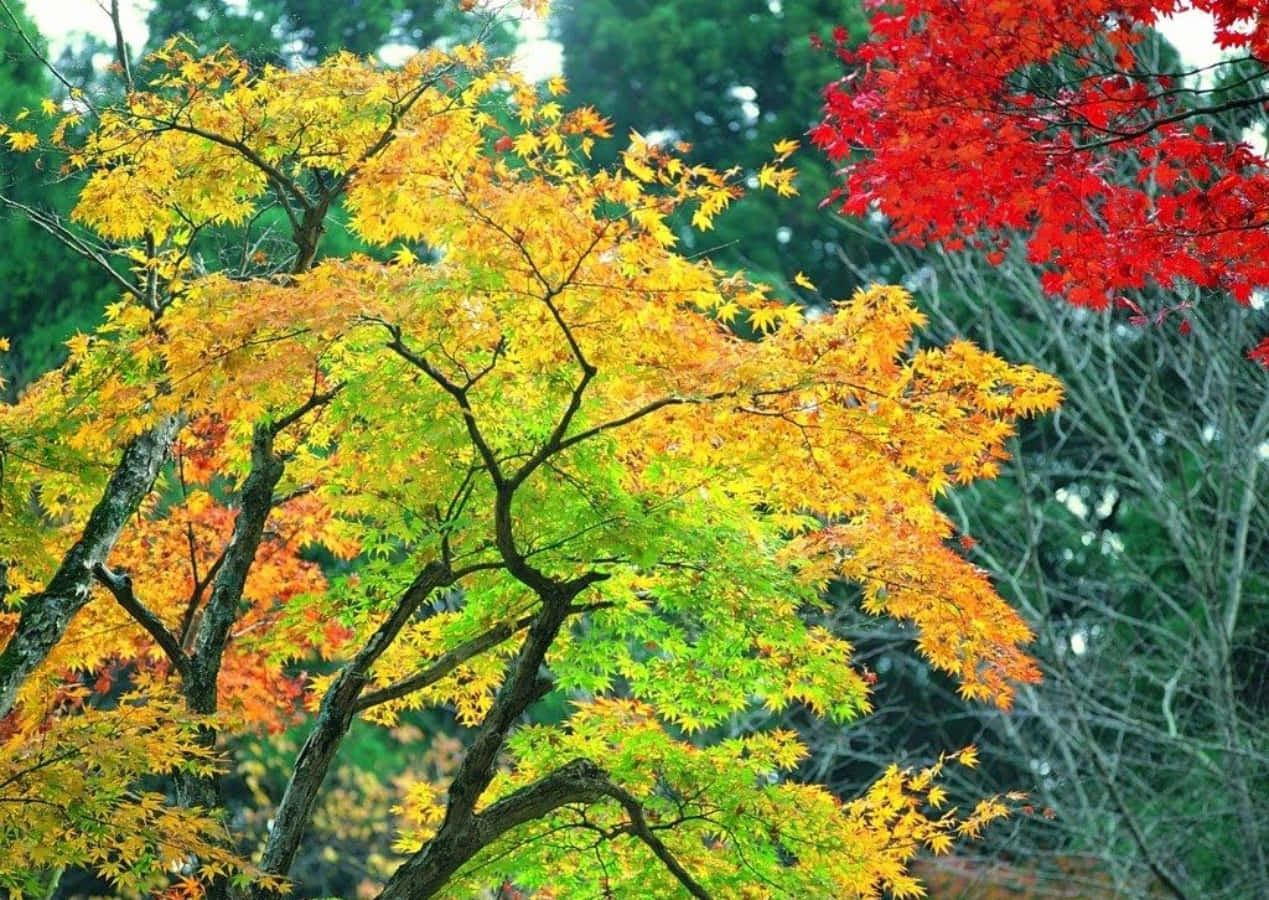 Seasonal Botanical Tree Wallpaper