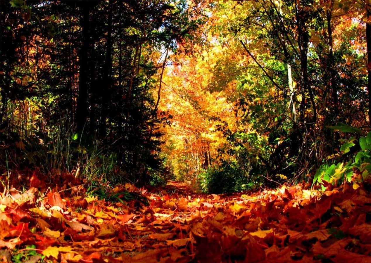 Seasonal Fall Nature Wallpaper