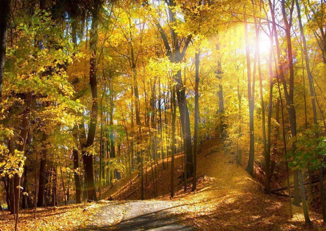 Seasonal Morning Autumn Forest Wallpaper