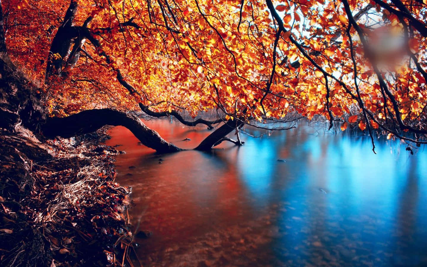 Seasonal Tree River Autumn Wallpaper