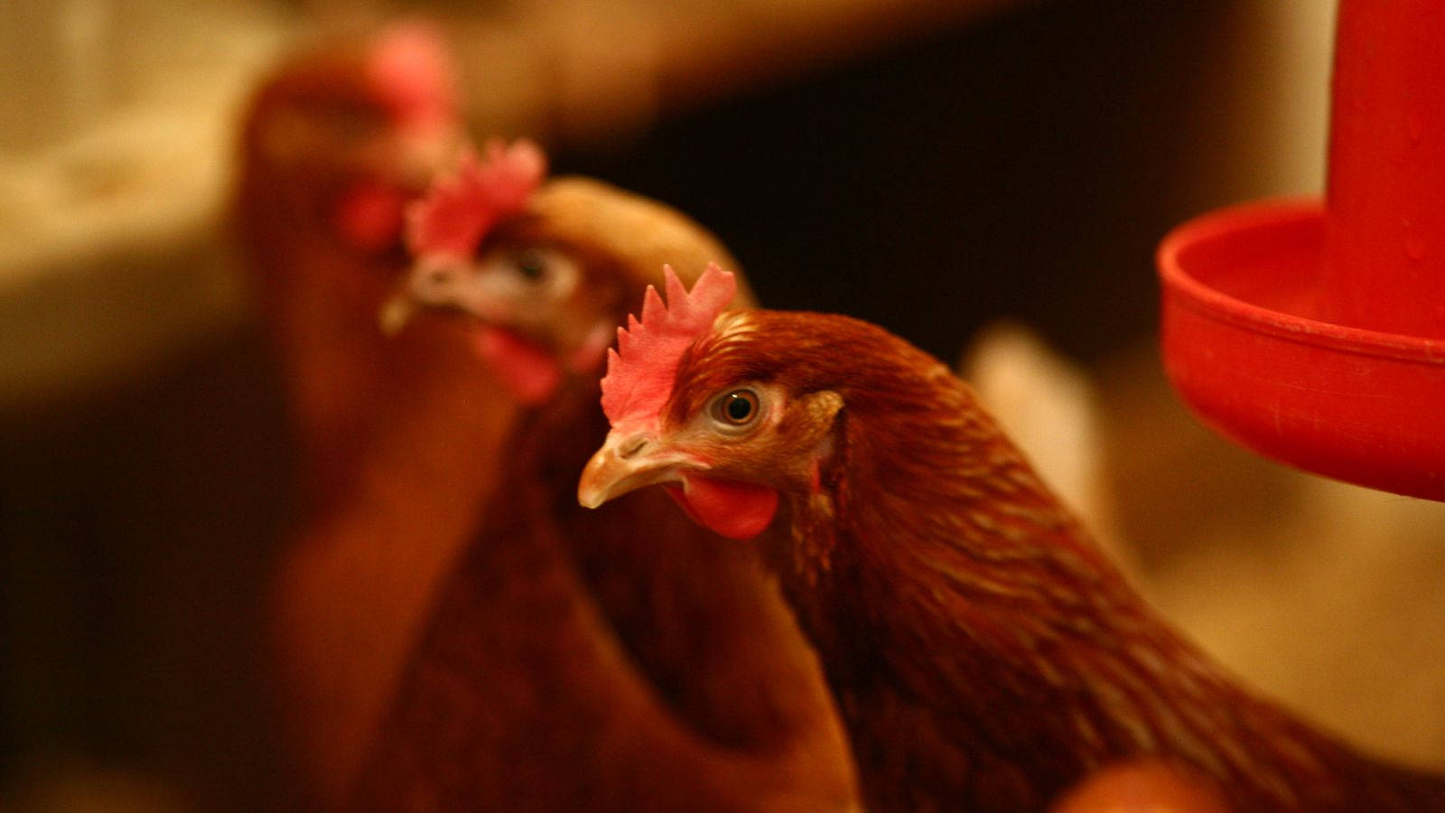 Selective Focus Hen Wallpaper