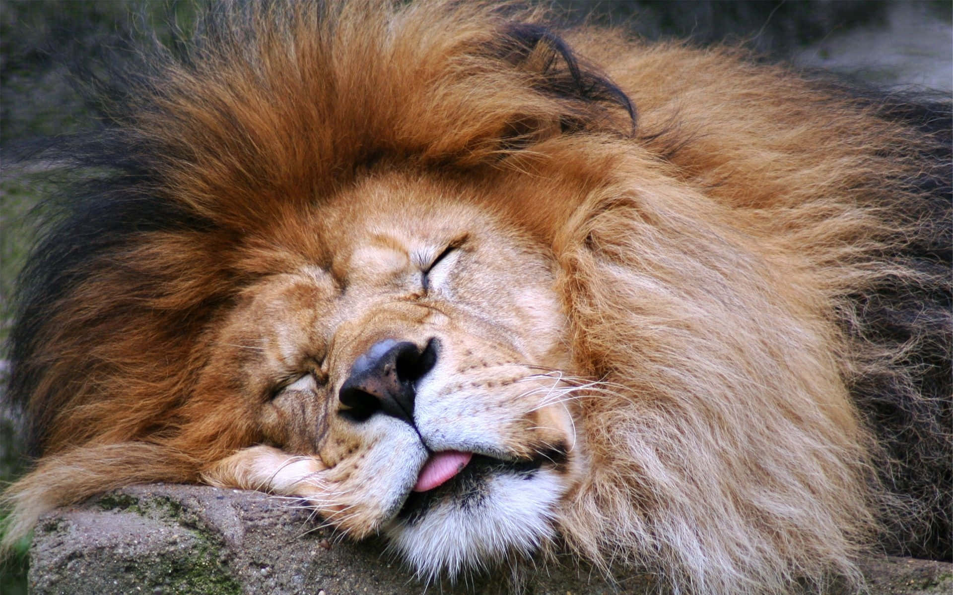 Serene Slumber - Majestic Lion In Repose Wallpaper