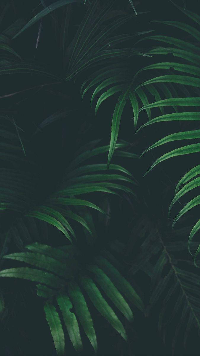 Shadowy Green Leaves Aesthetic Wallpaper