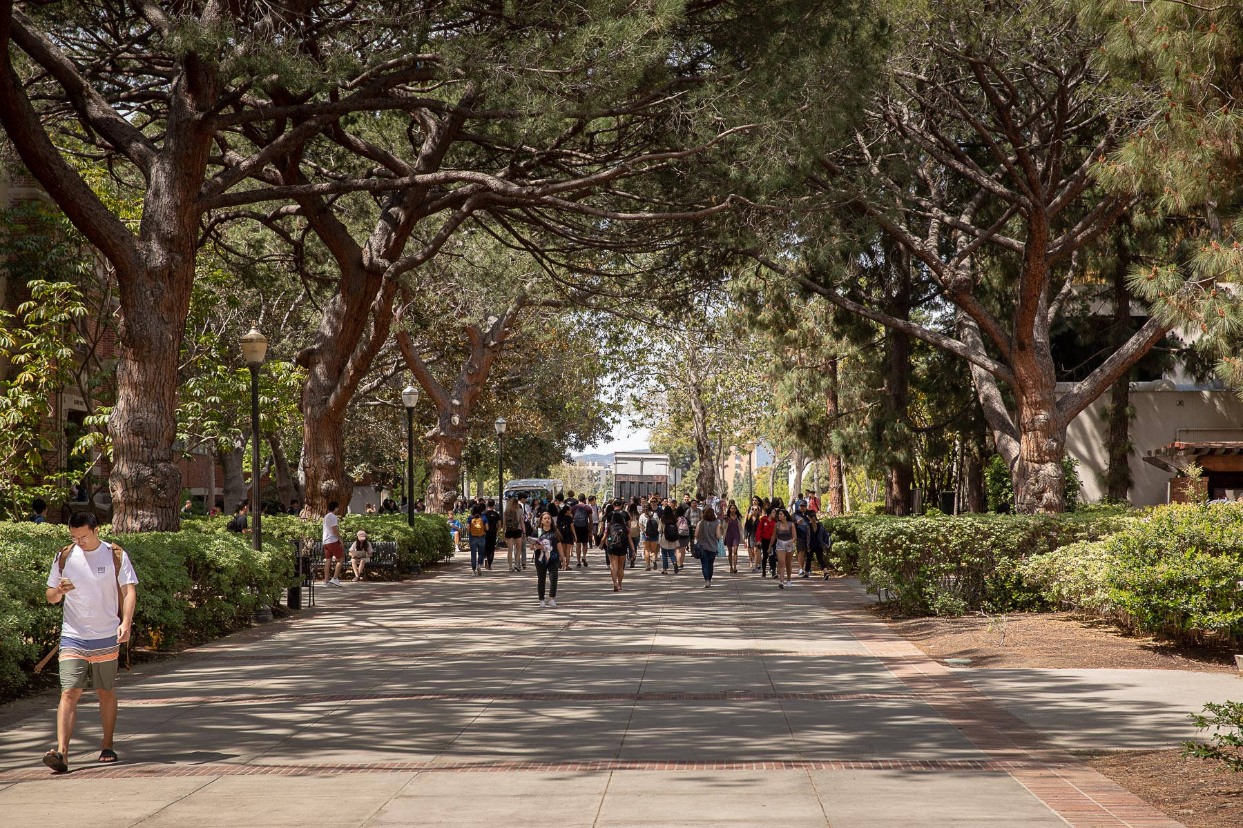 Shady Pathway At Ucla Wallpaper