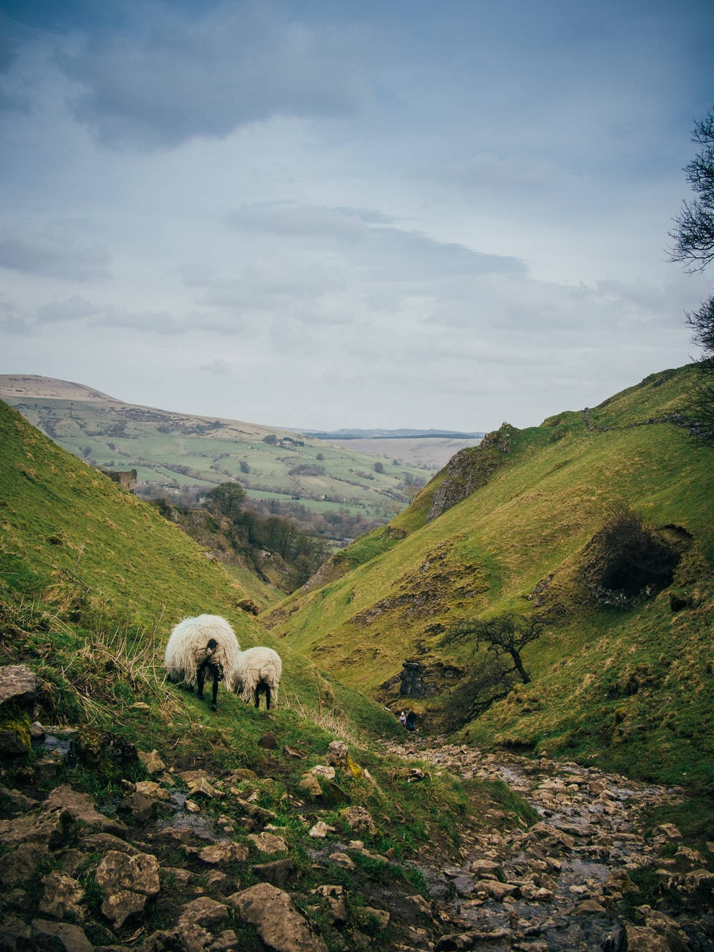 Sheep On Hillside Road Wallpaper