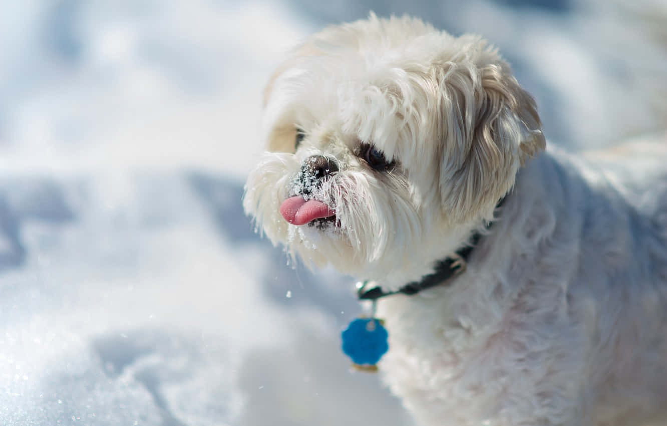 Shih Tzu Cute White Fur Snow Wallpaper