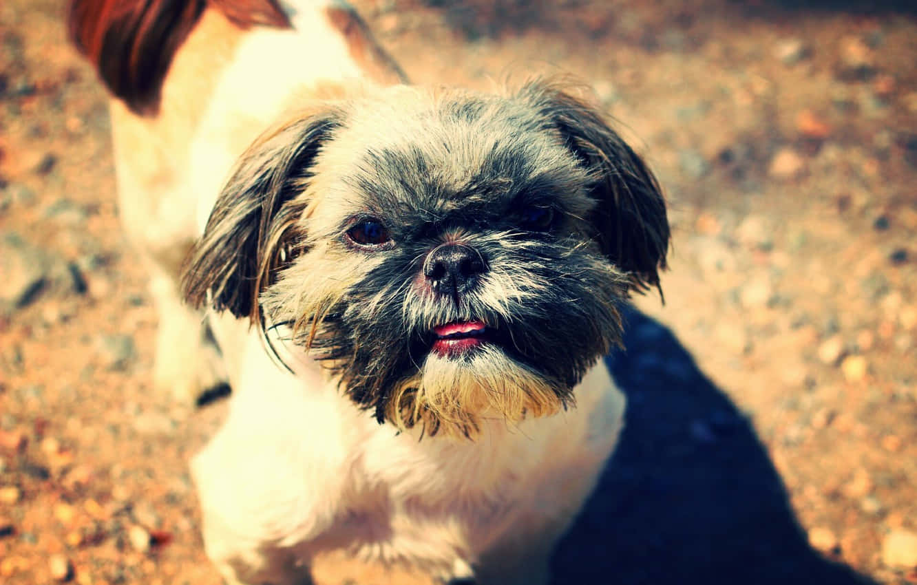 Shih Tzu Dog Outside Wallpaper