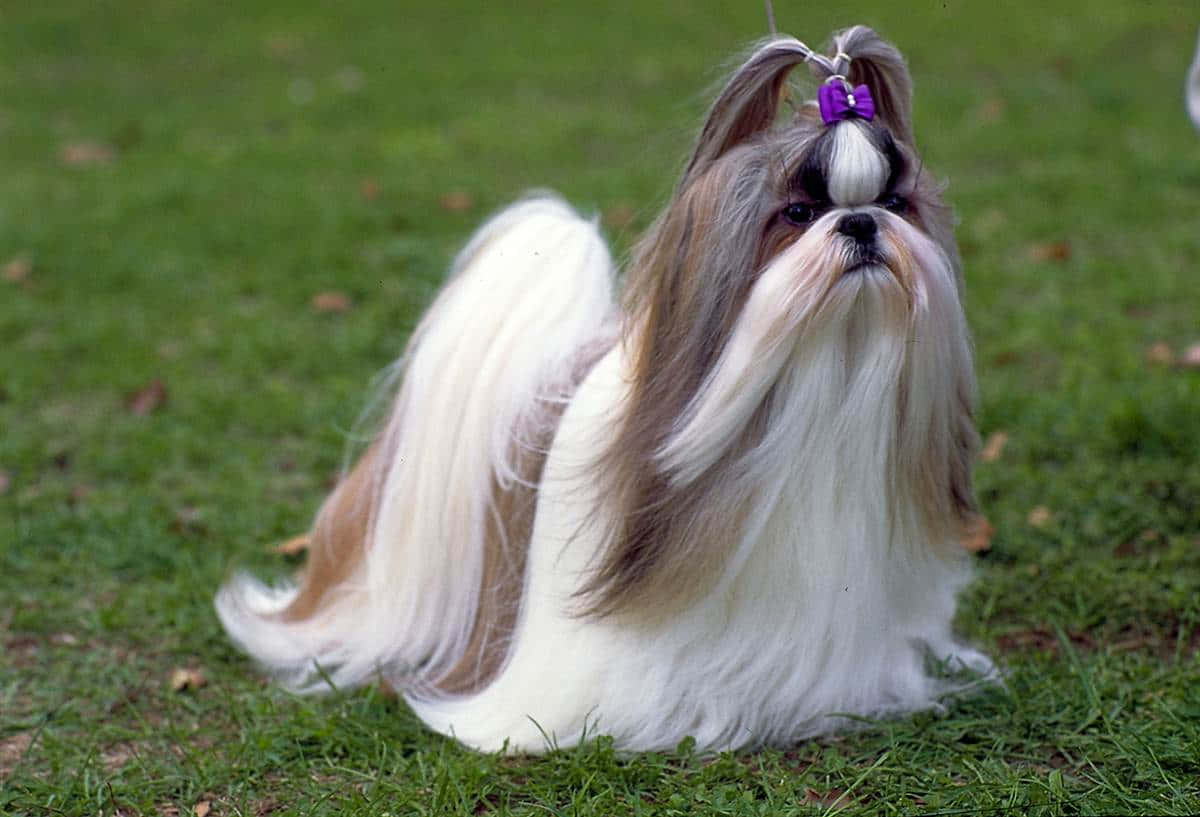 Shih Tzu Hair Tied Outdoors Wallpaper