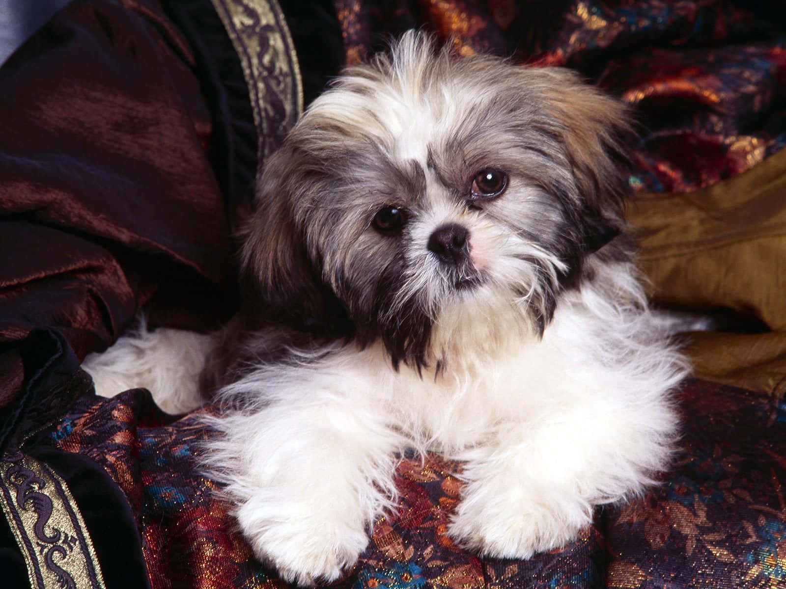 Shih Tzu Photo Posing Wallpaper