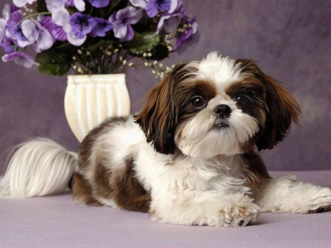 Shih Tzu Puppy Dog With Floral Vase Wallpaper