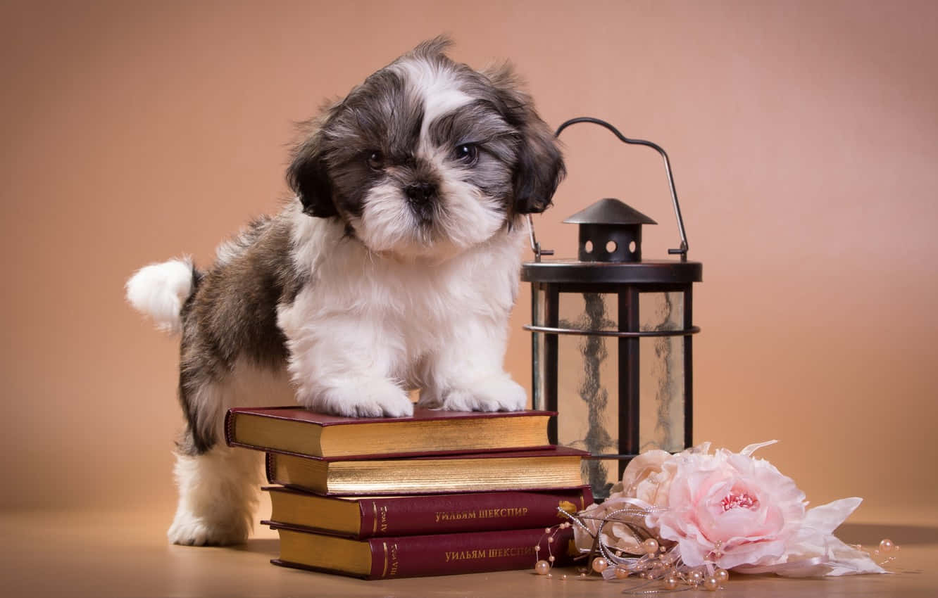 Shih Tzu Standing On Stack Of Books Wallpaper