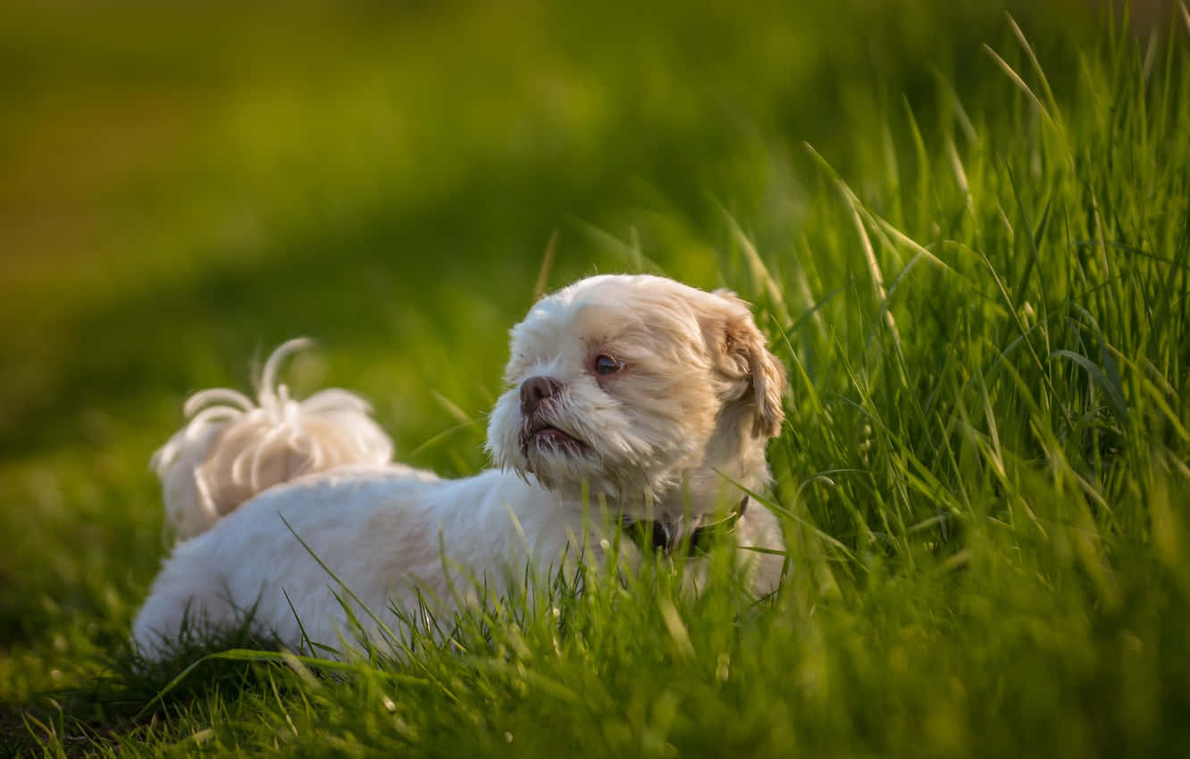 Shih Tzu White Fur In The Field Wallpaper