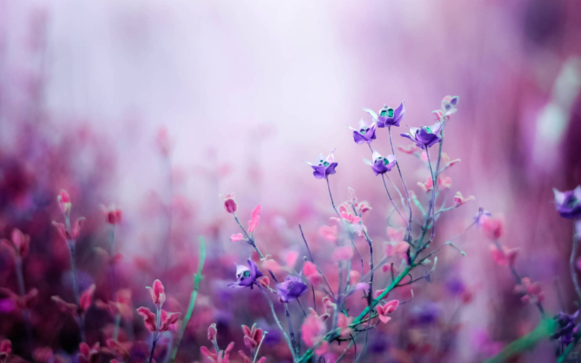 Shot Of Cute Purple Flowers Wallpaper
