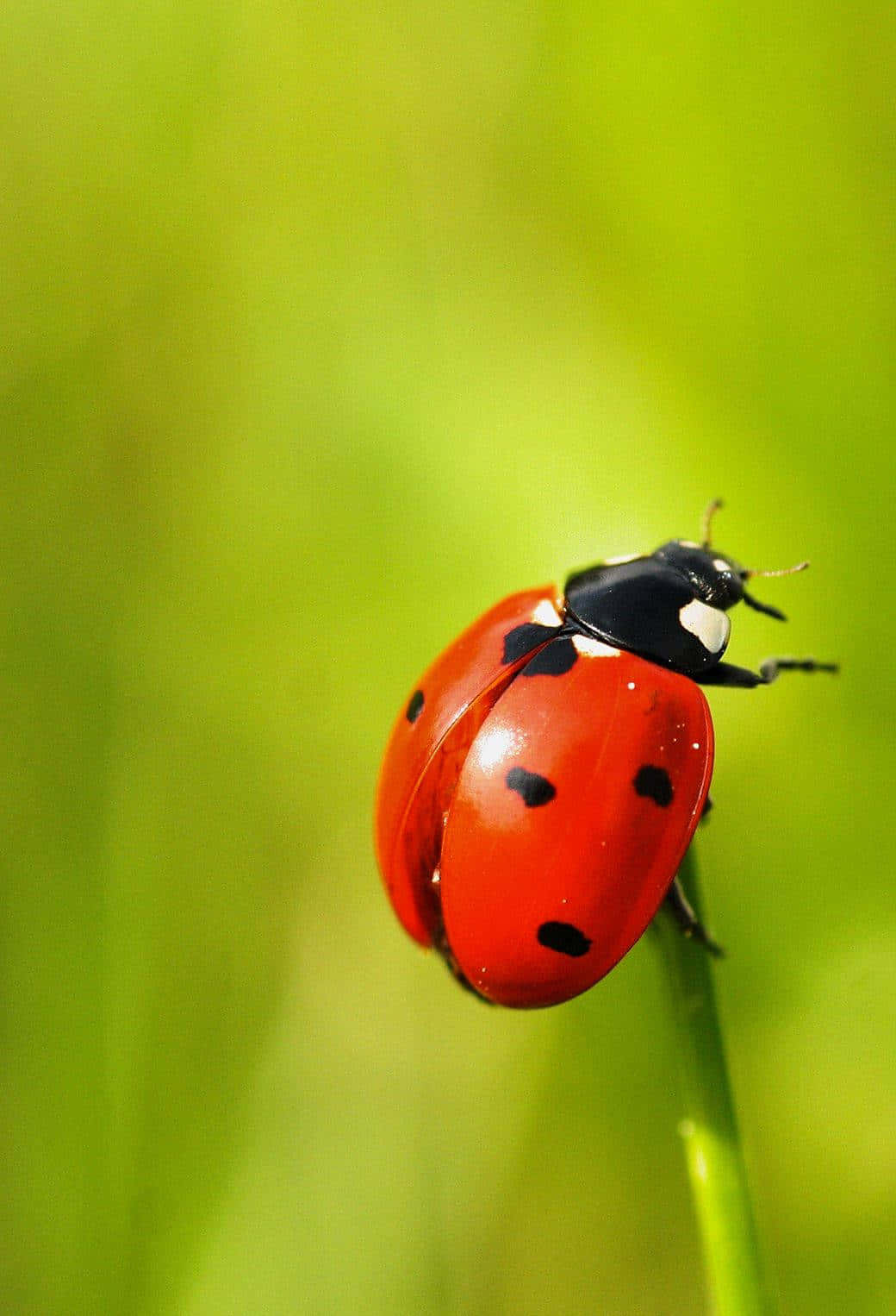 Show Off Your Fun Side With This Colorful Ladybug Iphone Case Wallpaper
