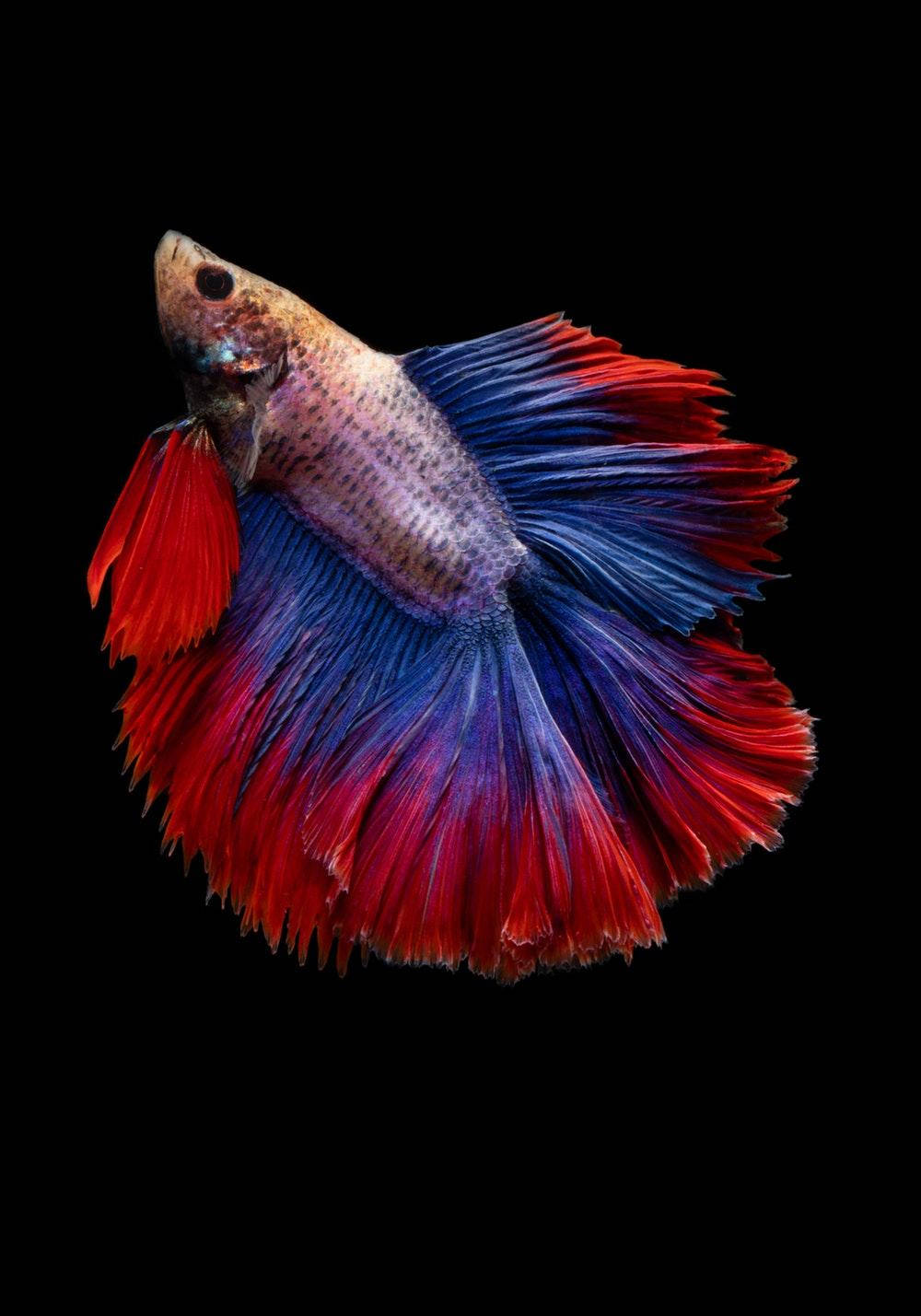 Siamese Fighting Beautiful Fish Wallpaper