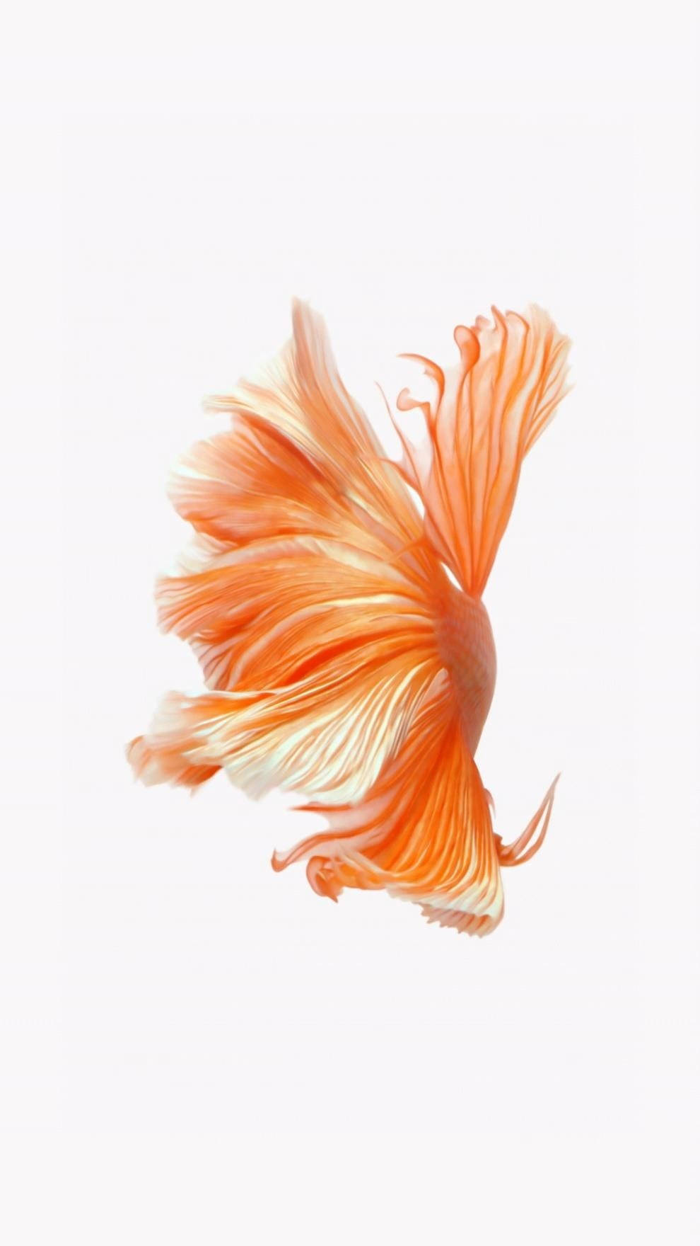 Siamese Fighting Fish Illuminating The Deep Blue Sea On Iphone Display Wallpaper